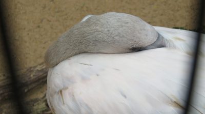 Patagonie — étape 14 : Parque das Aves