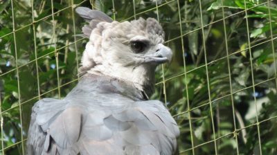 Patagonie — étape 14 : Parque das Aves