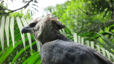Patagonie — étape 14 : Parque das Aves