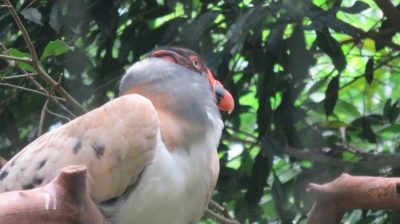 Patagonie — étape 14 : Parque das Aves