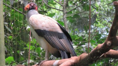 Patagonie — étape 14 : Parque das Aves