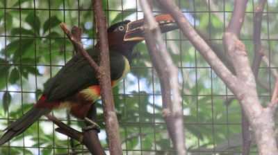 Patagonie — étape 14 : Parque das Aves