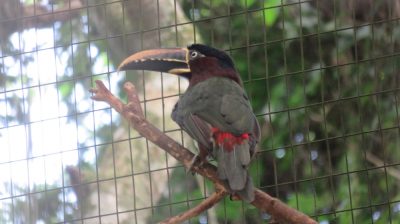 Patagonie — étape 14 : Parque das Aves
