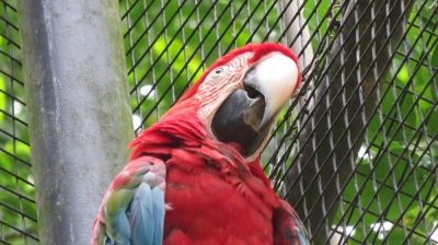 Patagonie — étape 14 : Parque das Aves