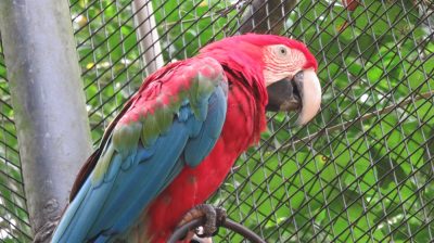Patagonie — étape 14 : Parque das Aves