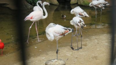 Patagonie — étape 14 : Parque das Aves