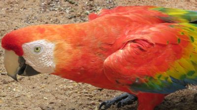 Patagonie — étape 14 : Parque das Aves