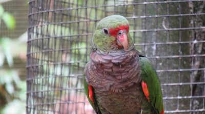 Patagonie — étape 14 : Parque das Aves