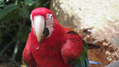 Patagonie — étape 14 : Parque das Aves