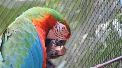 Patagonie — étape 14 : Parque das Aves