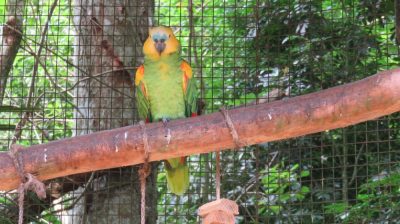 Patagonie — étape 14 : Parque das Aves