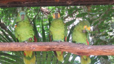 Patagonie — étape 14 : Parque das Aves