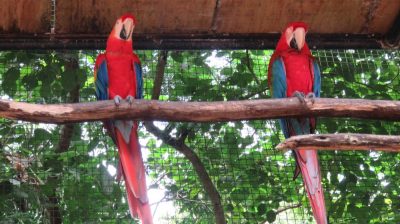 Patagonie — étape 14 : Parque das Aves