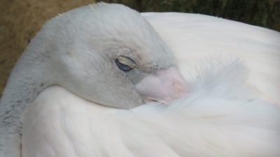 Patagonie — étape 14 : Parque das Aves