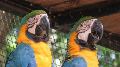 Patagonie — étape 14 : Parque das Aves
