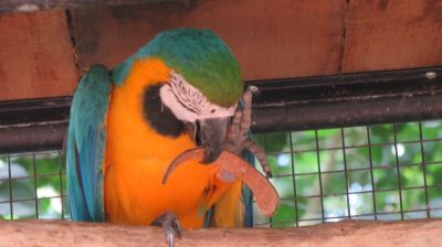 Patagonie — étape 14 : Parque das Aves