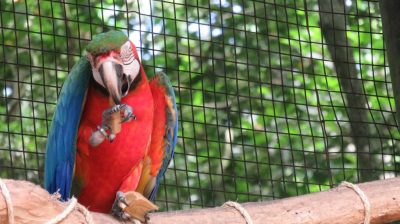 Patagonie — étape 14 : Parque das Aves
