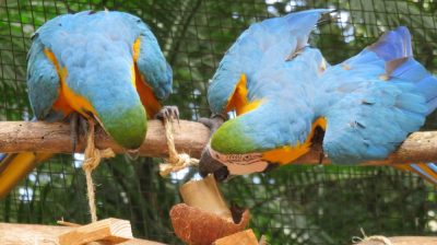 Patagonie — étape 14 : Parque das Aves