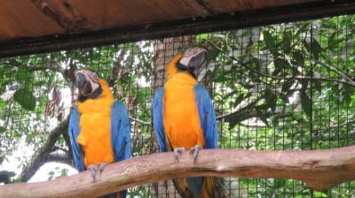 Patagonie — étape 14 : Parque das Aves