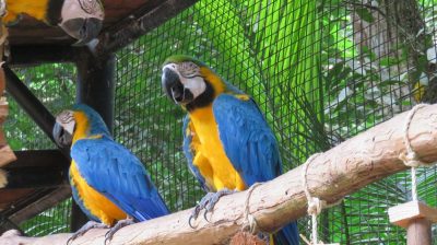 Patagonie — étape 14 : Parque das Aves