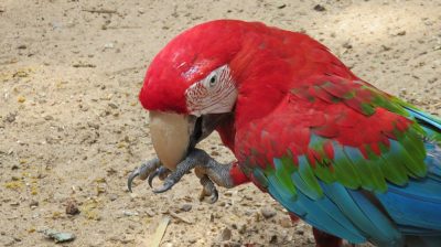 Patagonie — étape 14 : Parque das Aves