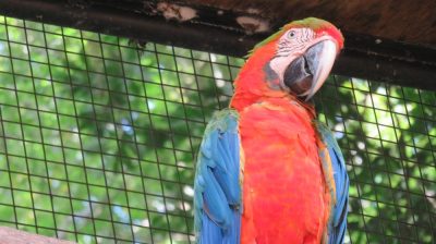 Patagonie — étape 14 : Parque das Aves