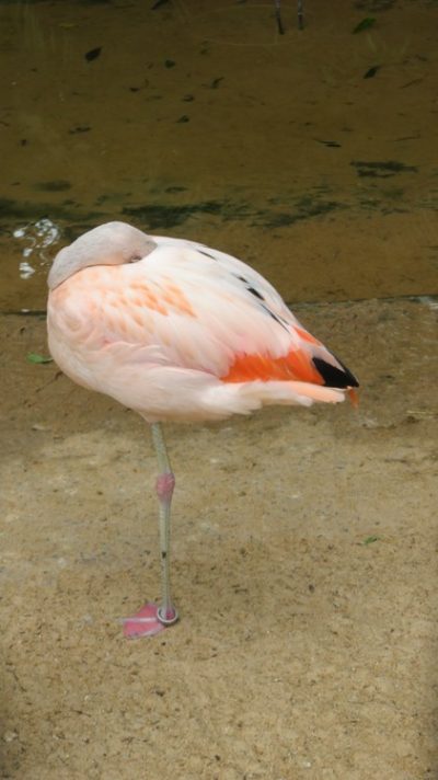 Patagonie — étape 14 : Parque das Aves