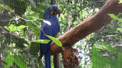 Patagonie — étape 14 : Parque das Aves