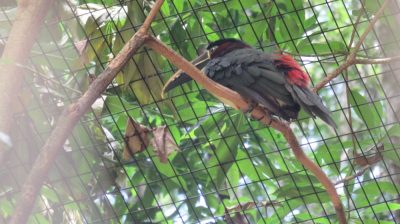 Patagonie — étape 14 : Parque das Aves