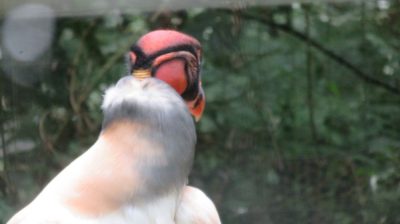 Patagonie — étape 14 : Parque das Aves
