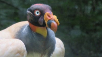 Patagonie — étape 14 : Parque das Aves