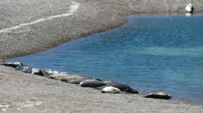 Patagonie — étape 2 : La Péninsule Valdès