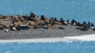 Patagonie — étape 2 : La Péninsule Valdès