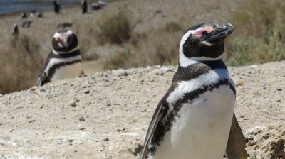 Patagonie — étape 2 : La Péninsule Valdès