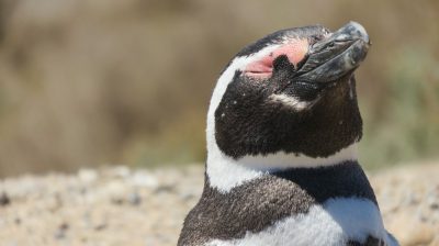 Patagonie — étape 2 : La Péninsule Valdès