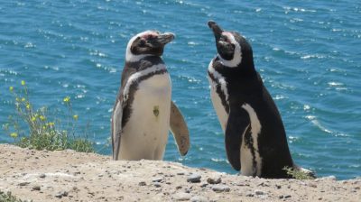 Patagonie — étape 2 : La Péninsule Valdès