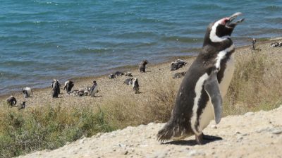 Patagonie — étape 2 : La Péninsule Valdès