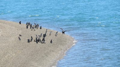 Patagonie — étape 2 : La Péninsule Valdès