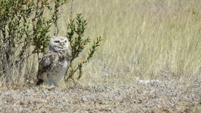 Patagonie — étape 2 : La Péninsule Valdès