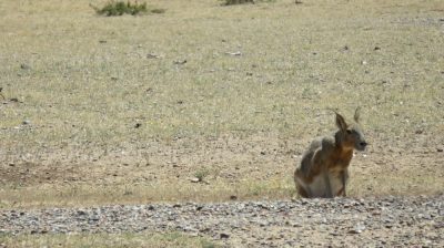 Patagonie — étape 2 : La Péninsule Valdès