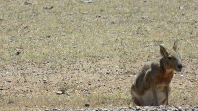 Patagonie — étape 2 : La Péninsule Valdès