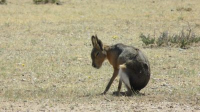Patagonie — étape 2 : La Péninsule Valdès