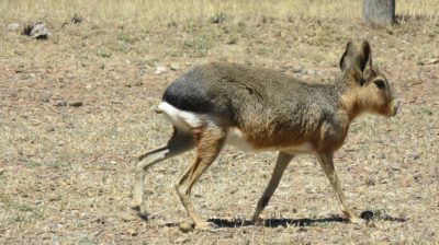 Patagonie — étape 2 : La Péninsule Valdès