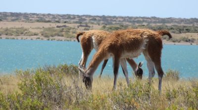 Patagonie — étape 2 : La Péninsule Valdès