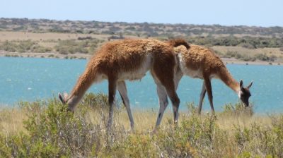 Patagonie — étape 2 : La Péninsule Valdès