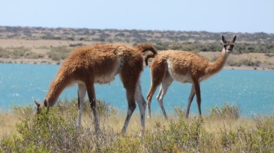 Patagonie — étape 2 : La Péninsule Valdès