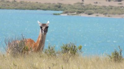 Patagonie — étape 2 : La Péninsule Valdès