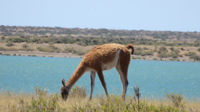 Patagonie — étape 2 : La Péninsule Valdès
