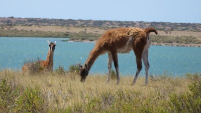 Patagonie — étape 2 : La Péninsule Valdès