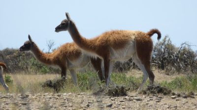 Patagonie — étape 2 : La Péninsule Valdès